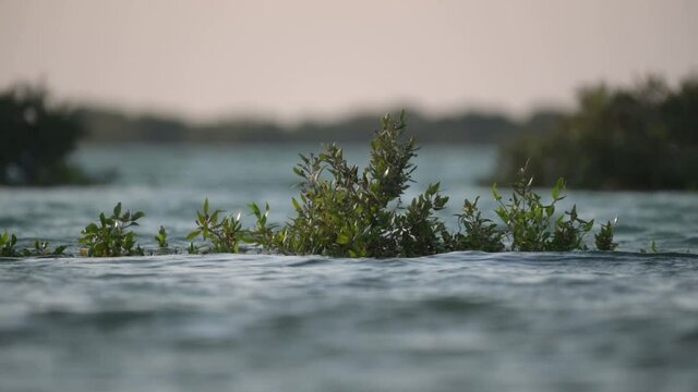 Close up slow motion shot of mangroves in sea in Qatar.