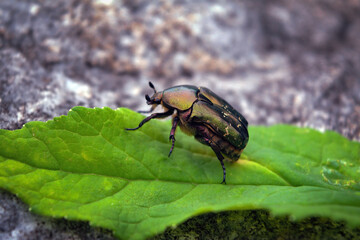 Macro photo of Cetonia aurata on a green leaf.