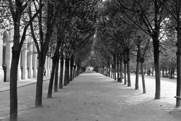 Alley in the Palais Royal garden (Jardin du Palais Royal) in Paris, France.