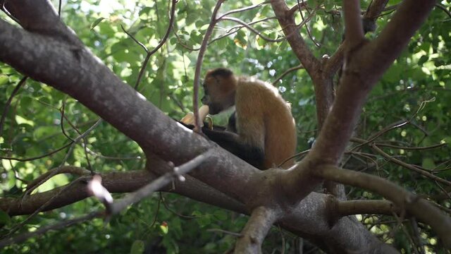 Lonely Spider Monkey Eating Banana on Tree, Slow Motion 120fps