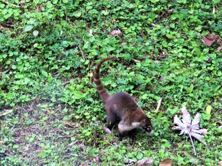 Cotimundi seen in Costa Rica