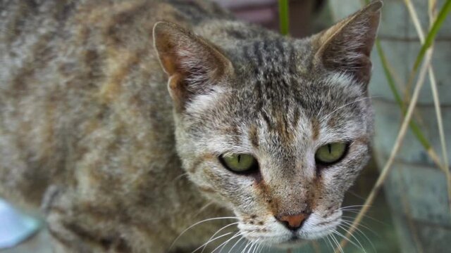 Cute Indian common male cat