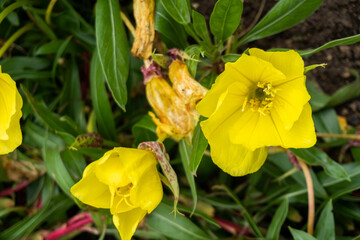 Yellow Evening Primrose Flowers in Garden in Oxford, United Kingdom