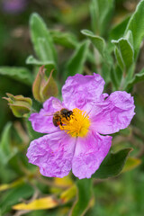 Fototapeta premium Bee on Pink Rock-rose Flower in Botanical Garden in Oxford, United Kingdom
