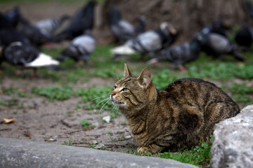 Obraz premium A large, happy, striped street cat is resting in nature against the background of wild pigeons