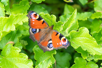 European Peacock Butterfly at Garden in Oxford, United Kingdom