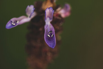 Flor silvestre
