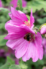 Fototapeta na wymiar Bumblebee Gathering Pollen from Pink Tree Mallow Flower in Garden in Oxford, United Kingdom
