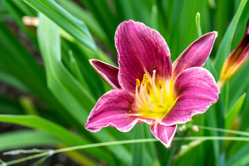 Close-up of Tawny Daylily Flower Between Green Leaves in Garden in Oxford, United Kingdom