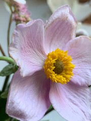 Fototapeta na wymiar pink and yellow flower