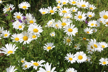 Fototapeta premium Wild Daisies, Pylypow Wetlands, Edmonton, Alberta