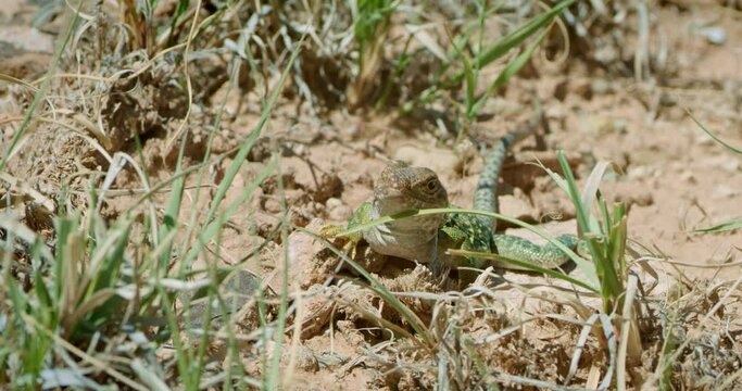 Collared Lizard in dirt looking through short grass.