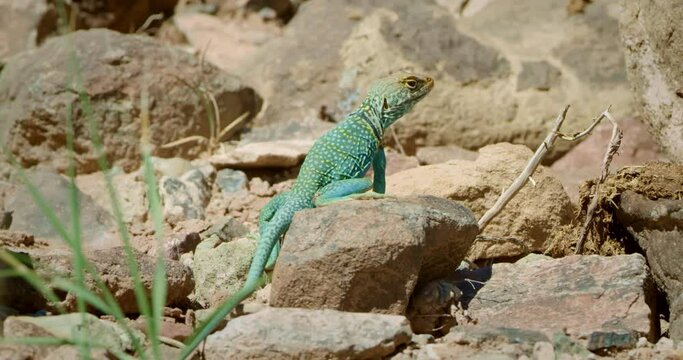 Collared Lizard on small rocks looking away from camera.