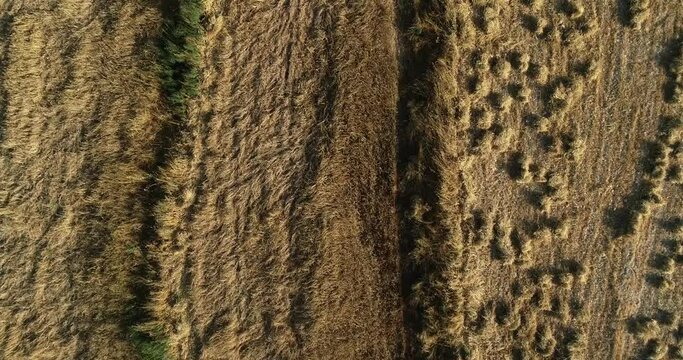 Aerial abstract view of farmland of ripe wheat crops in golden rural farmland and countryside, directly above drone descend