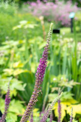 View of Iranian Wood Sage in Bloom at Garden in Oxford, United Kingdom