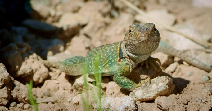 Extreme Close up Collared Lizard on pile of rocks looking at camera