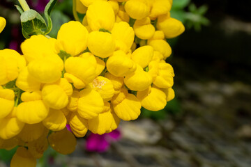 Horizontal Close-Up View of Small Yellow Bush Slipperwort Flowers in Garden in Oxford, United Kingdom