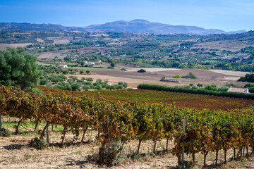 Fototapeta na wymiar Vineyards near Ronda town in Andalucia, Spain.