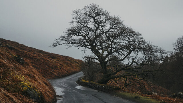 empty road and tree