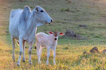 Obraz na płótnie Canvas Nellore cattle calf and cow on pasture
