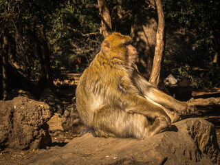 Berber  (Macaque) Monkeys in Morocco