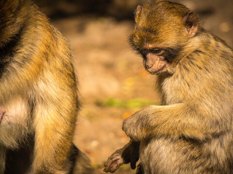 Berber  (Macaque) Monkeys in Morocco