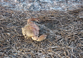 Close-up of a dead crab at the edge of the pond