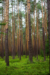 Blueberries in the forest. Beautiful summer forest. Collecting berries. Beautiful landscape. Background.