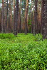 Blueberries in the forest. Beautiful summer forest. Collecting berries. Beautiful landscape. Background.