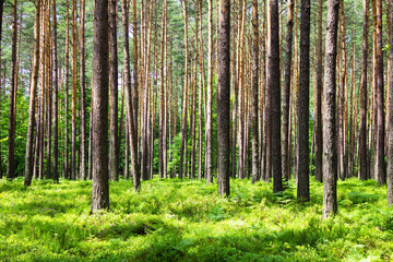 Blueberries in the forest. Beautiful summer forest. Collecting berries. Beautiful landscape. Background.