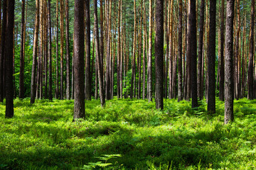 Blueberries in the forest. Beautiful summer forest. Collecting berries. Beautiful landscape. Background.