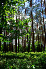 Blueberries in the forest. Beautiful summer forest. Collecting berries. Beautiful landscape. Background.