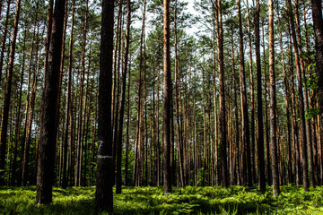 Fototapeta na wymiar Blueberries in the forest. Beautiful summer forest. Collecting berries. Beautiful landscape. Background.