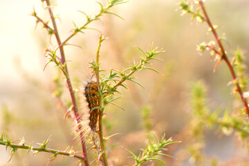 Caterpillar Bushes