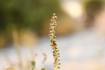 wild flowers in the spring with lady bug