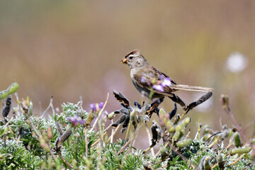 Song Sparrow aka Melospiza melodia singing with bill wide opened