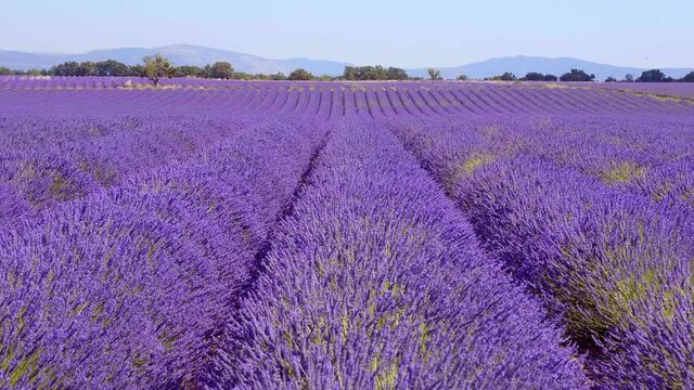 The lavender fields of Valensole Provence in France - travel photography