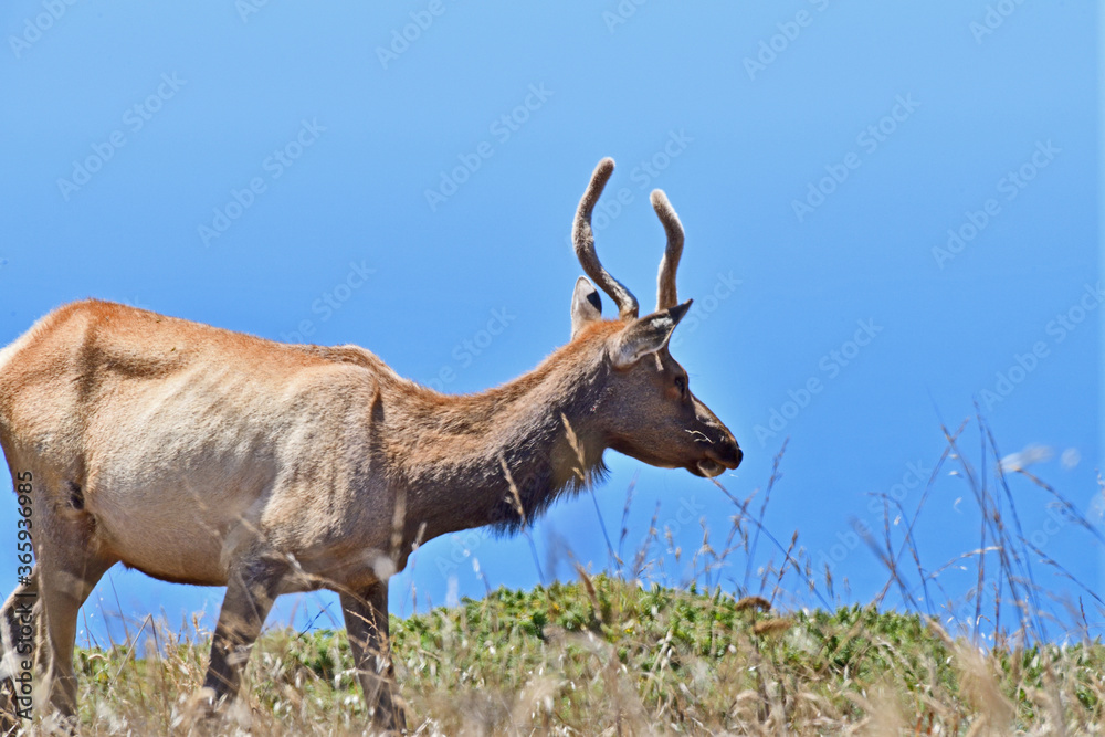 Wall mural Tule Elk aka Cervus canadensis nannodes at Tomale Point Elk Reserved