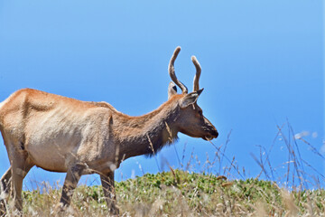 Tule Elk aka Cervus canadensis nannodes at Tomale Point Elk Reserved