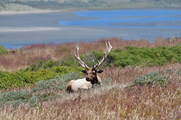 Tule Elk aka Cervus canadensis nannodes at Tomale Point Elk Reserved