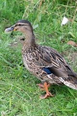 Female Mallard Duck Walking in Garden in Oxford, United Kingdom