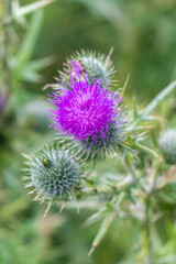 Vertical View of Purple Common Thistle Flowers at Garden in Oxford, United Kingdom