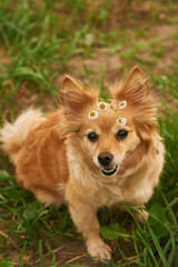 red dog chihuahua terrier with daisies. Dog sits on the grass