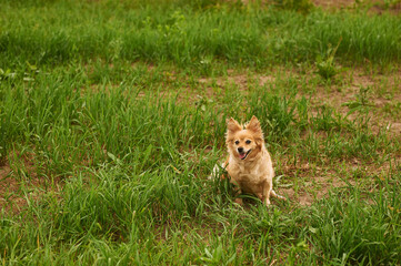 beautiful red-haired chihuahua dog sits on the grass and stuck out his tongue