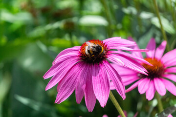 Eastern Purple Coneflower and Bumblebee in Garden in Oxford, United Kingdom 