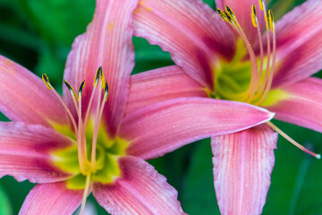 Close-Up of Two Orange Day-Lily Flowers in Garden in Oxford, United Kingdom