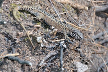 Lizard on the ground in Brittany