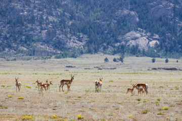 Pronghorn Antelope
