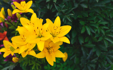 Beautiful flowers of yellow lilies. Can be used as background