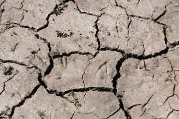 Close up of dry cracked earth in a drought